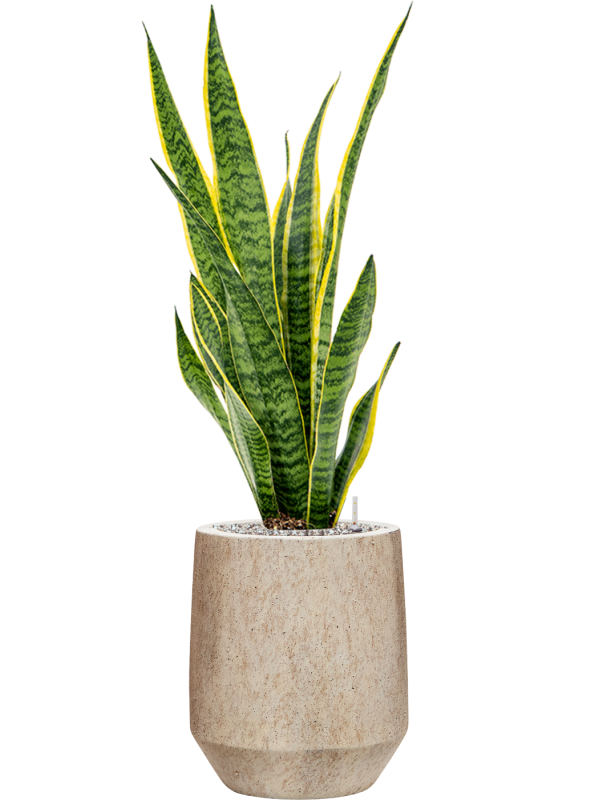 Sansevieria trifasciata 'Laurentii' in Mineral - Foto 79624