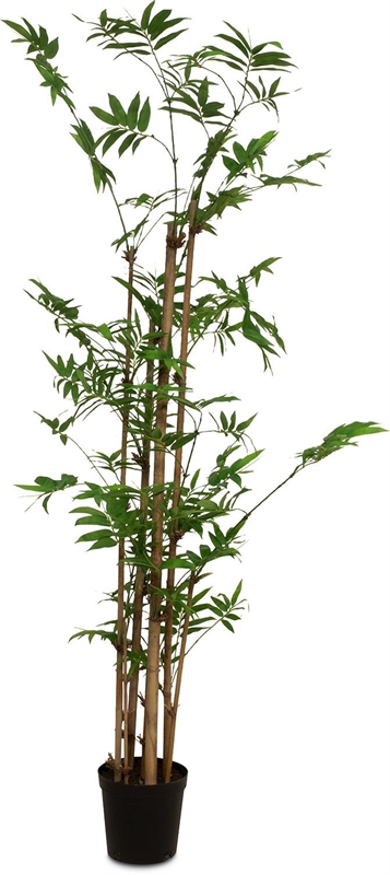Bamboo - Bambus Kunstpflanze 152 cm, getopft - Foto 80489