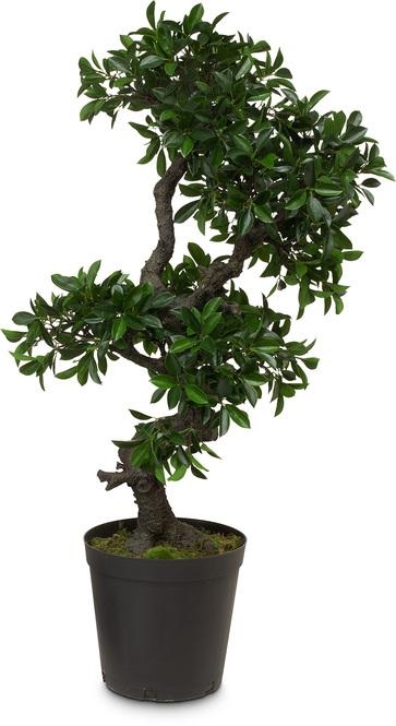 Chinesischer Feigenbaum, Ficus Bonsai Kunstpflanze, 107  cm - Foto 80499