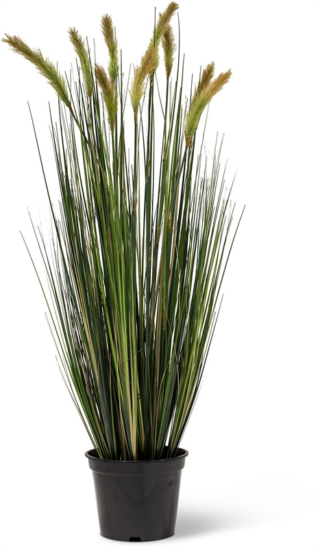 Fuchsschwanzgras - Alopecurus Kunstpflanze, Höhe 90 cm, getopft - Foto 80543