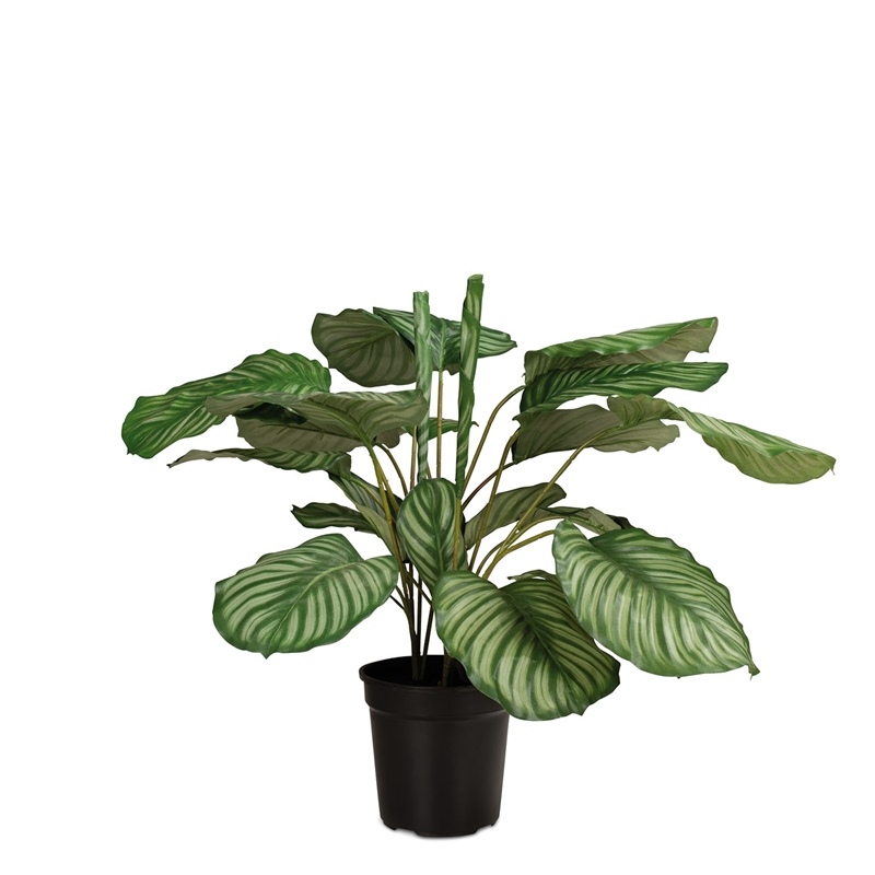 Korbmarante - Calathea Kunstpflanze, 65 cm - Foto 80581