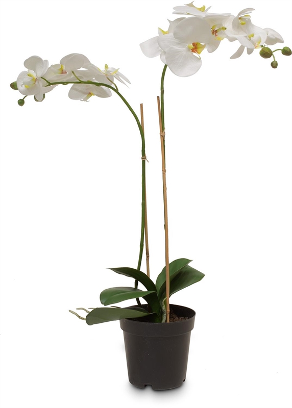 Schmetterlingsorchidee - Phalaenopsis Kunstpflanze 71 cm, getopft - Foto 80607