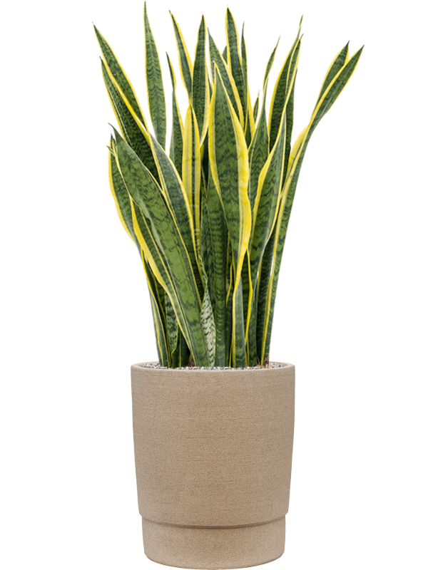 Sansevieria trifasciata 'Laurentii' in Chao Soil (Vulkastrat) - Foto 80874