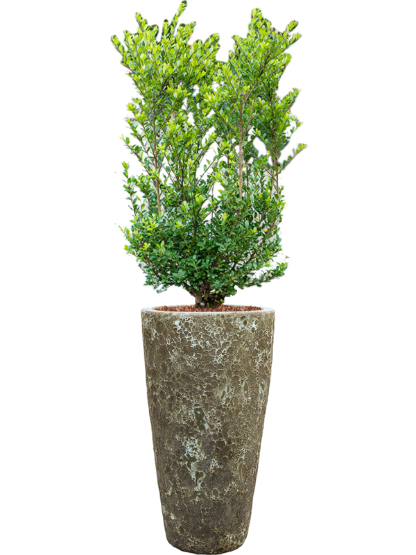 Ilex crenata 'Dark Green' in Baq Lava Soil outdoor with Bark, 39947 - Foto 80880