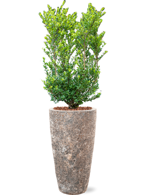 Ilex crenata 'Dark Green' in Baq Lava Soil outdoor with Bark, 39948 - Foto 80881