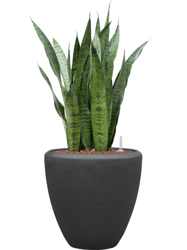 Sansevieria zeylanica in Baq Polystone Plain Hydroculture - Foto 80885