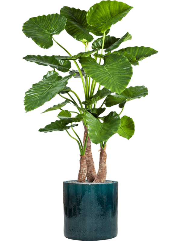 Alocasia calidora in Cylinder Artificial glued - Foto 80897