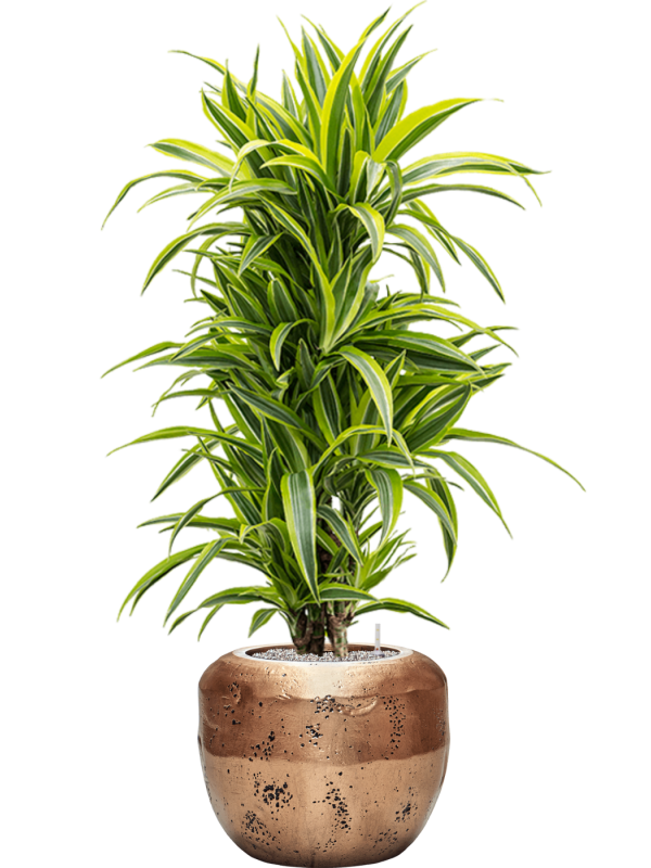 Dracaena fragrans 'Lemon Lime' in Baq Opus Raw Soil (Vulkastrat) - Foto 80903