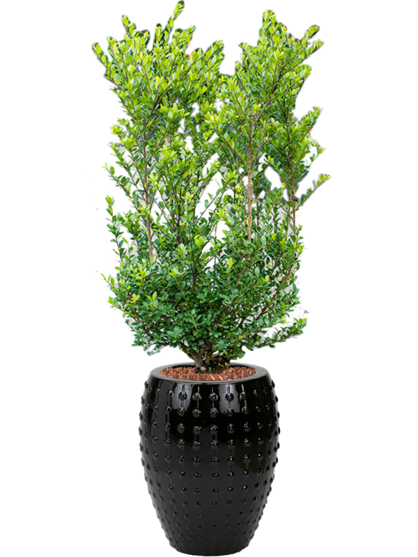 Ilex crenata 'Dark Green' in Laos Soil outdoor with Bark, 39988 - Foto 80921