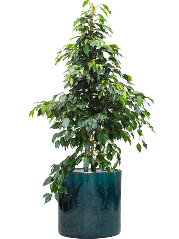 Ficus benjamina 'Danielle' in Cylinder Soil (Vulkastrat) - Foto 80930