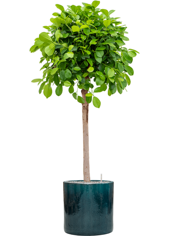 Ficus microcarpa 'Moclame' in Cylinder Soil (Vulkastrat) - Foto 80935