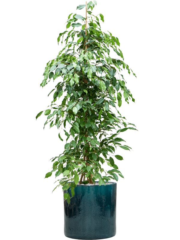 Ficus benjamina 'Exotica' in Cylinder Soil (Vulkastrat) - Foto 80937