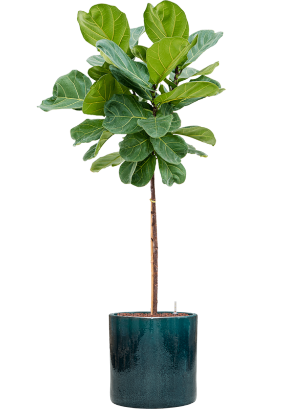 Ficus lyrata in Cylinder Hydroculture - Foto 80940