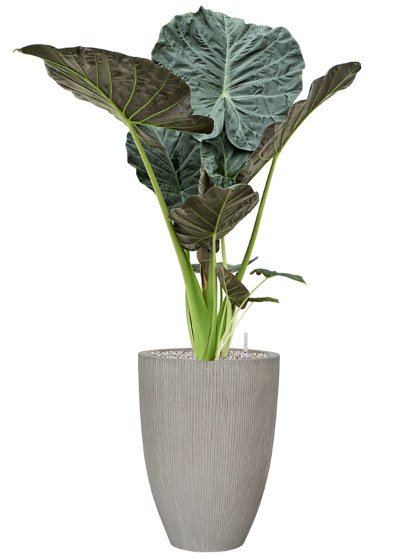 Alocasia 'Regal Shields' in Ridged Vertically Soil (Vulkastrat) - Foto 80950