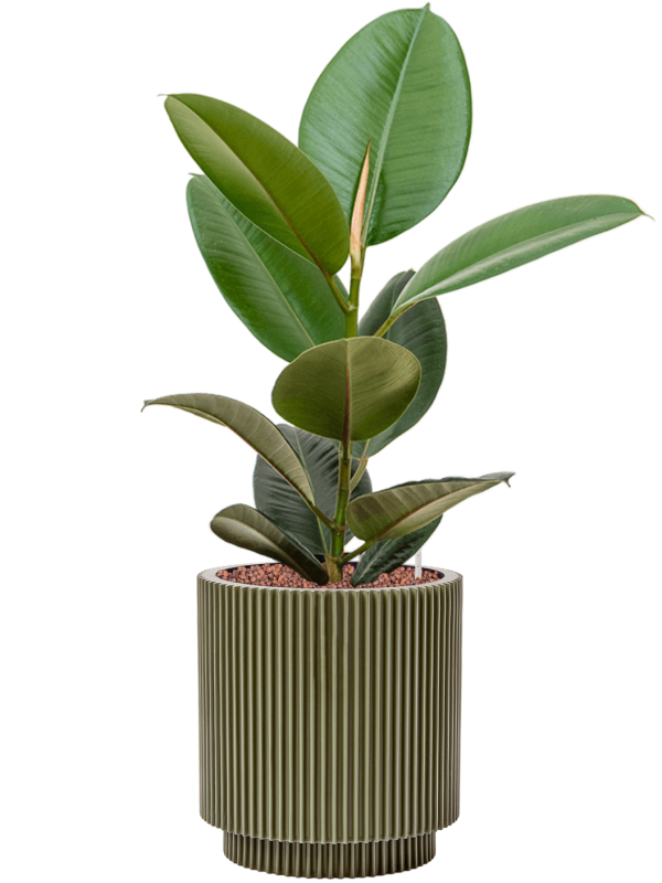 Ficus elastica 'Robusta' in Capi Nature Groove Special Hydroculture - Foto 80952