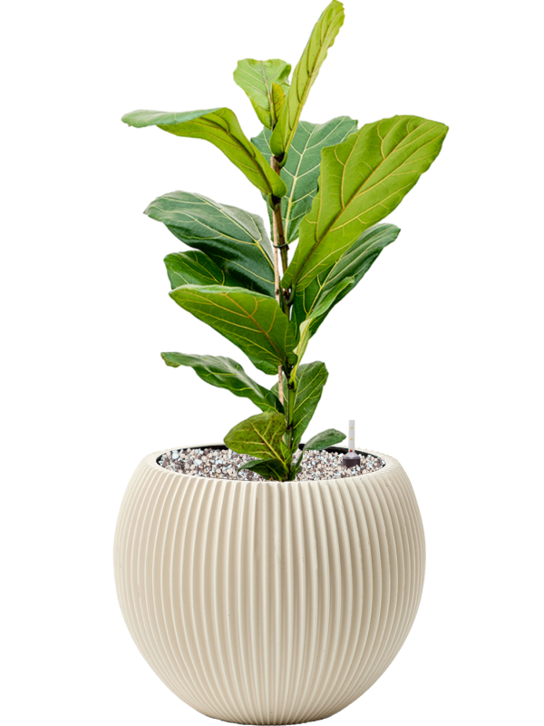 Ficus lyrata in Capi Nature Groove Special Soil (Vulkastrat) - Foto 80966