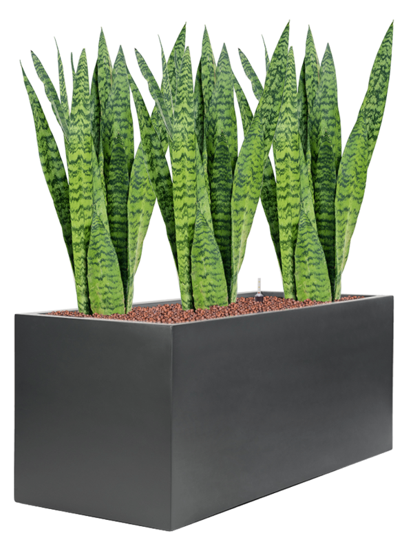 Sansevieria zeylanica in Stretto Hydroculture - Foto 80988