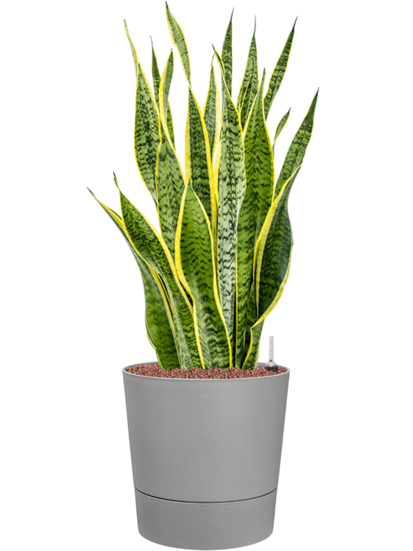 Sansevieria trifasciata 'Laurentii' in Greensense Aqua Care Hydroculture - Foto 80992