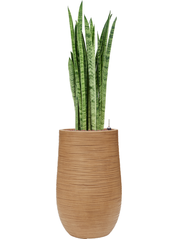 Sansevieria zeylanica 'Narrow' in Baq Dune Hydroculture - Foto 80995