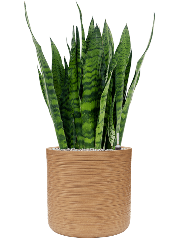 Sansevieria zeylanica in Baq Dune Soil (Vulkastrat) - Foto 80998