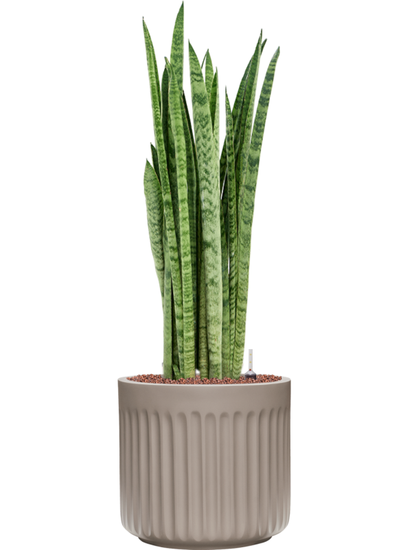 Sansevieria zeylanica 'Narrow' in Doric Natural Hydroculture - Foto 81026