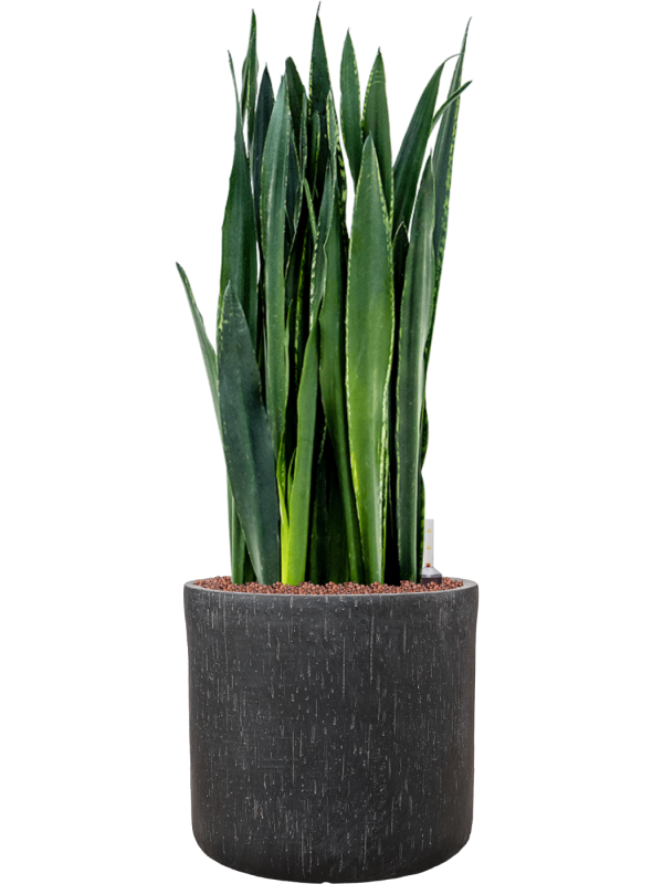 Sansevieria trifasciata 'Black Tiger' in Baq Raindrop Hydroculture - Foto 81029