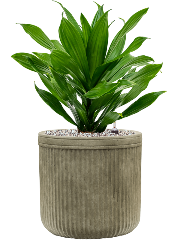 Dracaena fragrans 'Green Jewel' in Baq Vertical Rib Soil (Vulkastrat) - Foto 81035