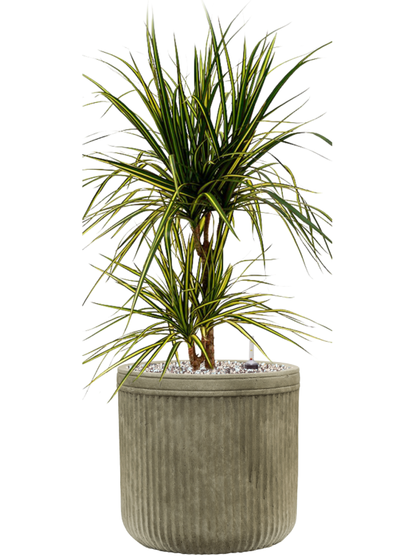 Dracaena marginata 'Sunray' in Baq Vertical Rib Soil (Vulkastrat) - Foto 81037