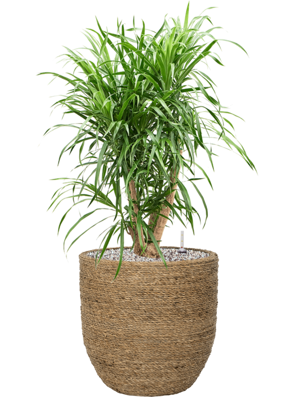 Pleomele (Dracaena) 'Anita' in Bohemian Soil (Vulkastrat) - Foto 81042