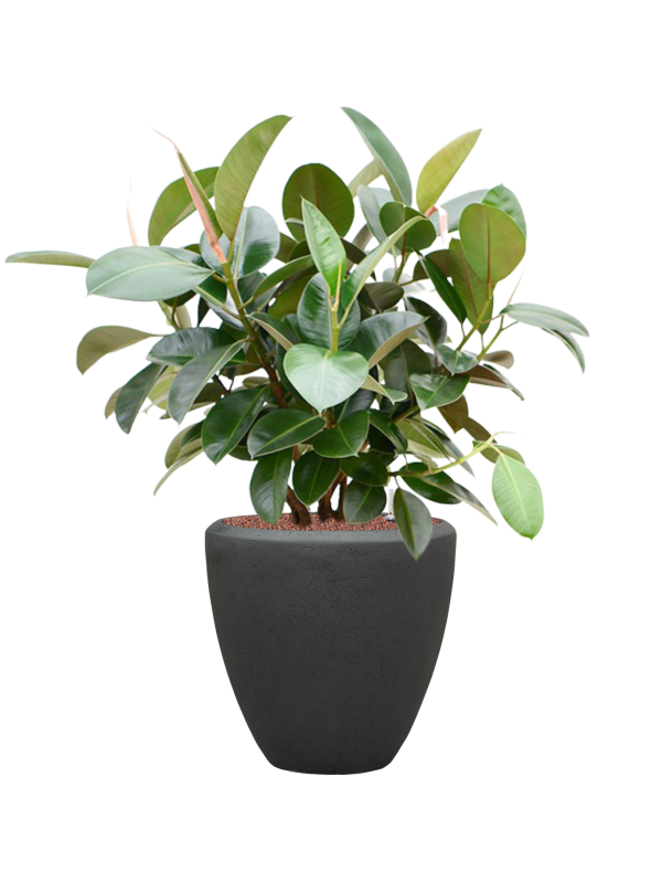 Ficus elastica 'Robusta' (70-100cm) in Baq Polystone Plain Hydroculture - Foto 81057