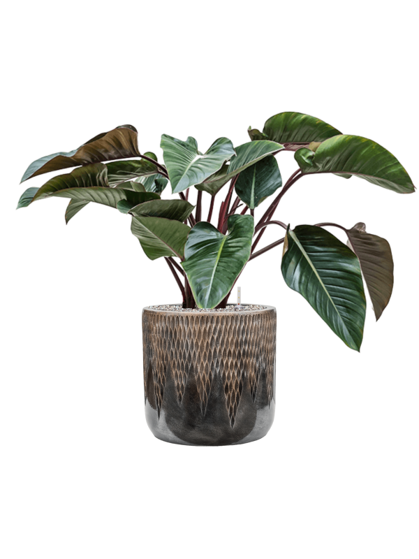 Philodendron 'Red Beauty' in Baq Luxe Lite Universe Comet Soil (Vulkastrat) - Foto 81058