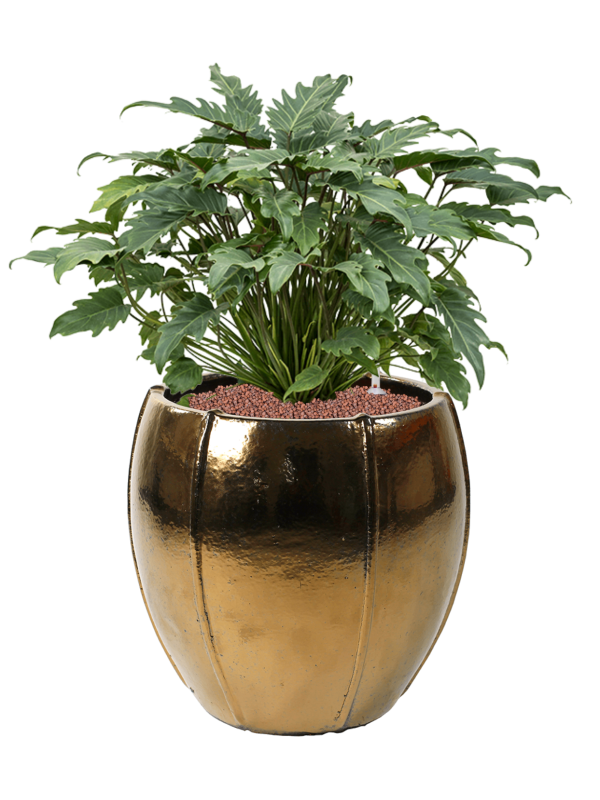 Philodendron 'Xanadu' in Moda Hydroculture - Foto 81062