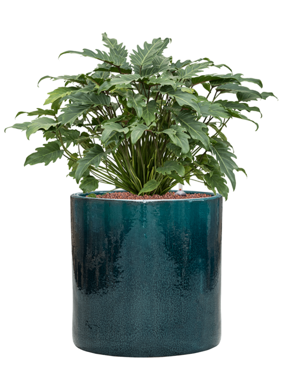 Philodendron 'Xanadu' in Cylinder Hydroculture, 40130 - Foto 81063