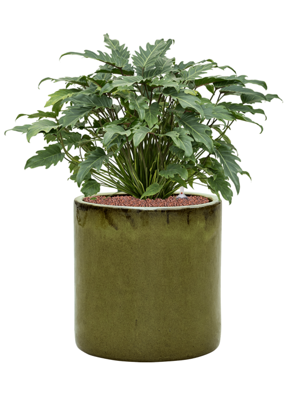 Philodendron 'Xanadu' in Cylinder Hydroculture - Foto 81064