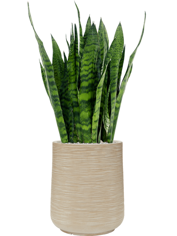 Sansevieria zeylanica in Baq Dune Soil (Vulkastrat), 40145 - Foto 81078