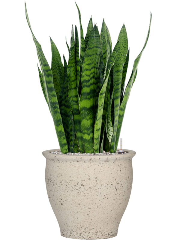 Sansevieria zeylanica in Mediterranean Soil (Vulkastrat) - Foto 81084