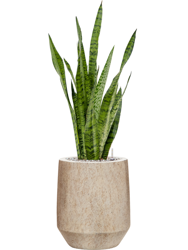 Sansevieria zeylanica in Mineral Soil (Vulkastrat) - Foto 81085