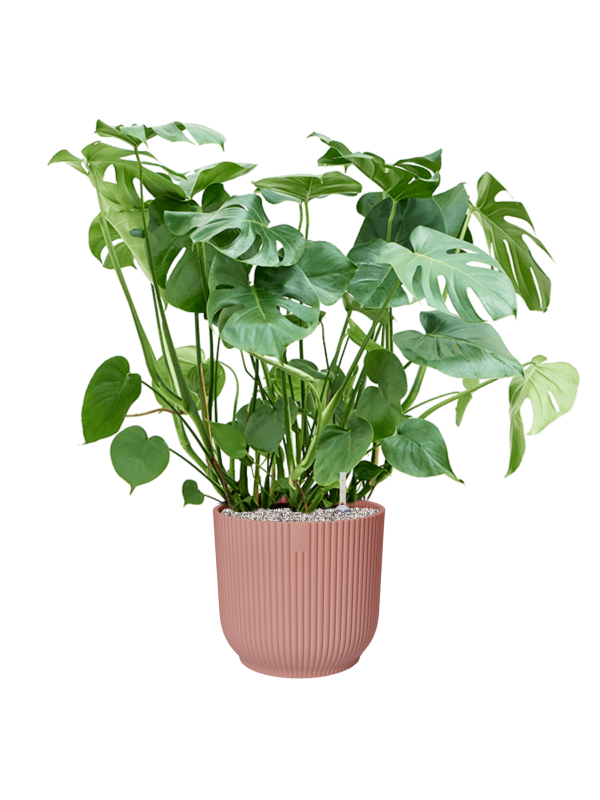 Monstera deliciosa in Vibes Fold Soil (Vulkastrat) - Foto 81088