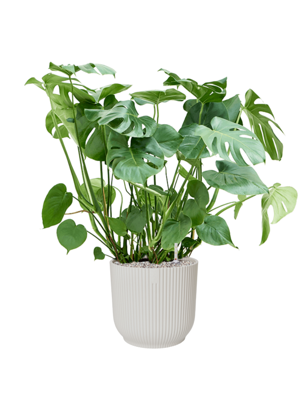 Monstera deliciosa in Vibes Fold Soil (Vulkastrat) - Foto 81089