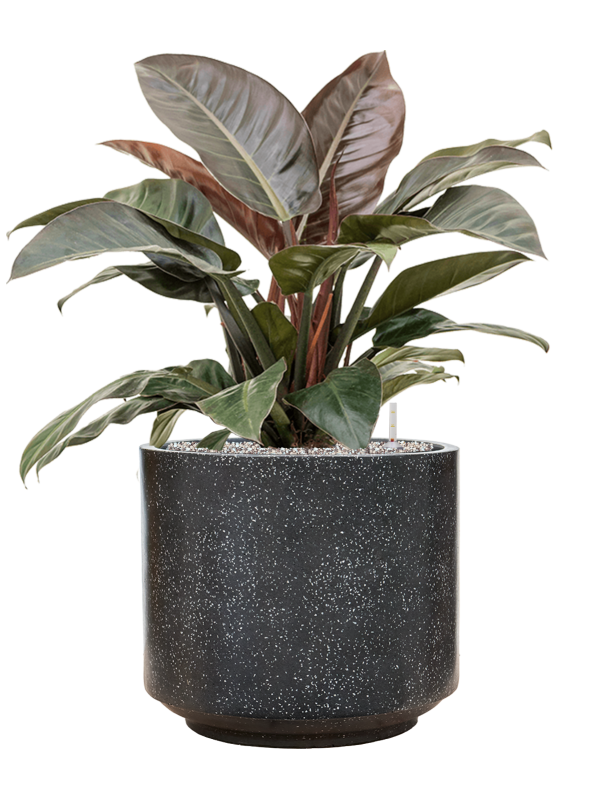 Philodendron `Imperial Red' in Baq Terrazzo Soil (Vulkastrat) - Foto 81098