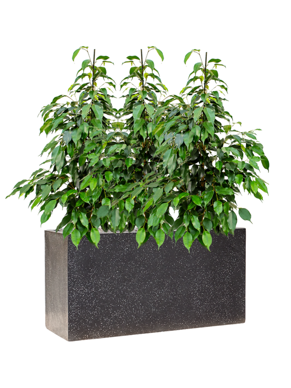 Ficus benjamina 'Danielle' in Baq Terrazzo Soil (Vulkastrat), 40167 - Foto 81100