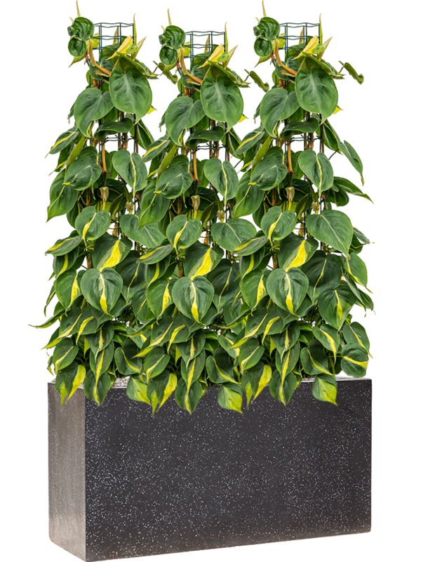 Philodendron scandens 'Brasil' in Baq Terrazzo Soil (Vulkastrat) - Foto 81101