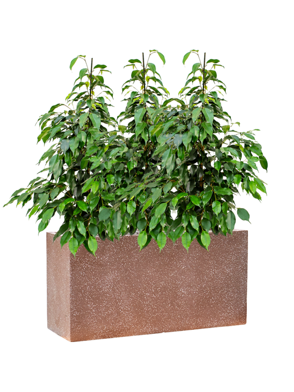 Ficus benjamina 'Danielle' in Baq Terrazzo Soil (Vulkastrat) - Foto 81112