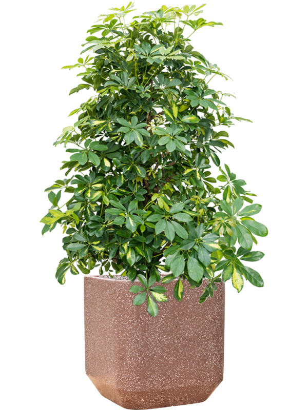 Schefflera arboricola 'Gold Capella' in Baq Terrazzo Soil (Vulkastrat) - Foto 81115