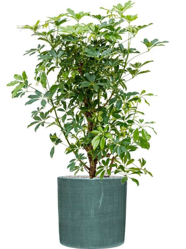 Schefflera arboricola 'Compacta' in Plain Striped Soil (Vulkastrat) - Foto 81141