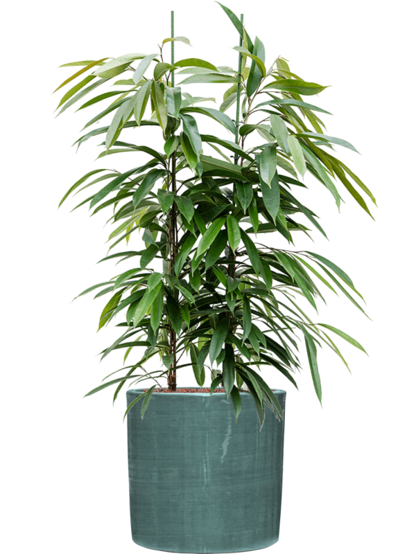 Ficus binnendijkii 'Amstel King' in Plain Striped Hydroculture - Foto 81145