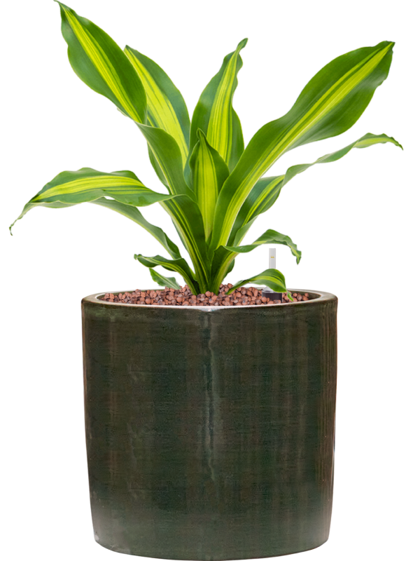 Dracaena fragrans 'Burley' in Plain Striped Hydroculture, 40213 - Foto 81146