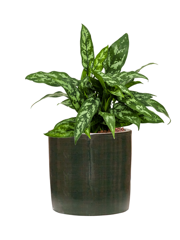 Aglaonema 'Maria' in Plain Striped Hydroculture, 40215 - Foto 81148