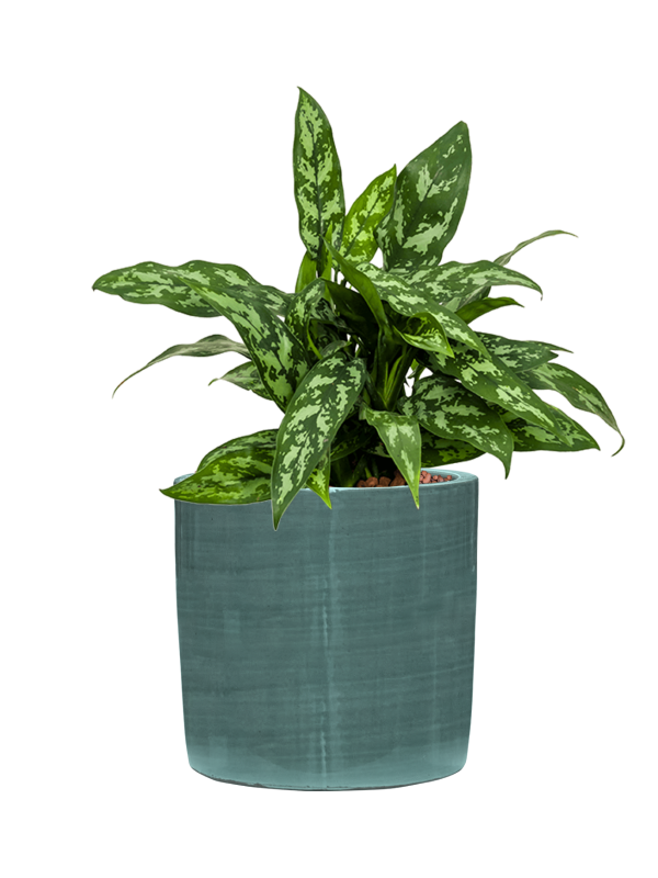 Aglaonema 'Maria' in Plain Striped Hydroculture - Foto 81149