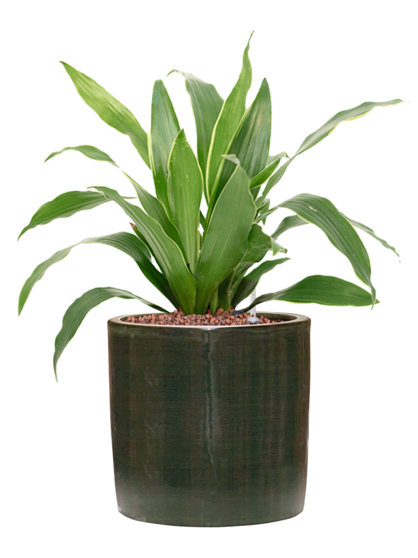 Dracaena fragrans 'Arturo' in Plain Striped Hydroculture, 40217 - Foto 81150